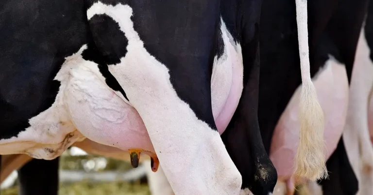 Colostral Hyperimmunization Holstein Cow