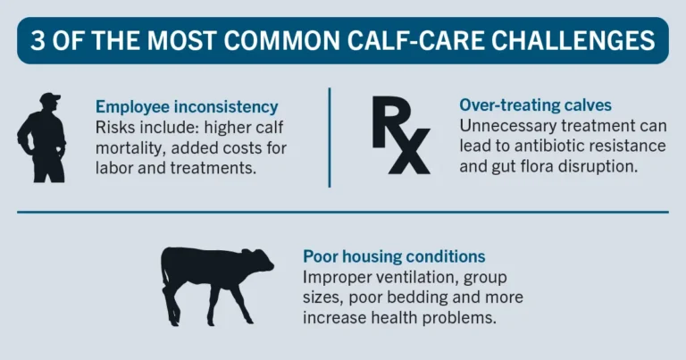 3 Most Common Calf Care Challenges