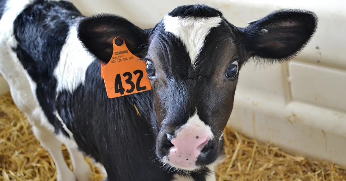 Calves Aren't Big Chicks