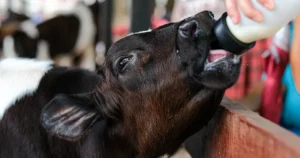 Every heifer matters