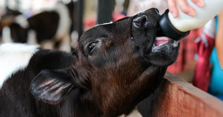 Every heifer matters