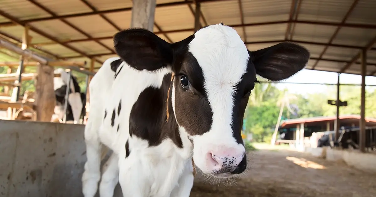 Nurturing Calves in Fluctuating Weather
