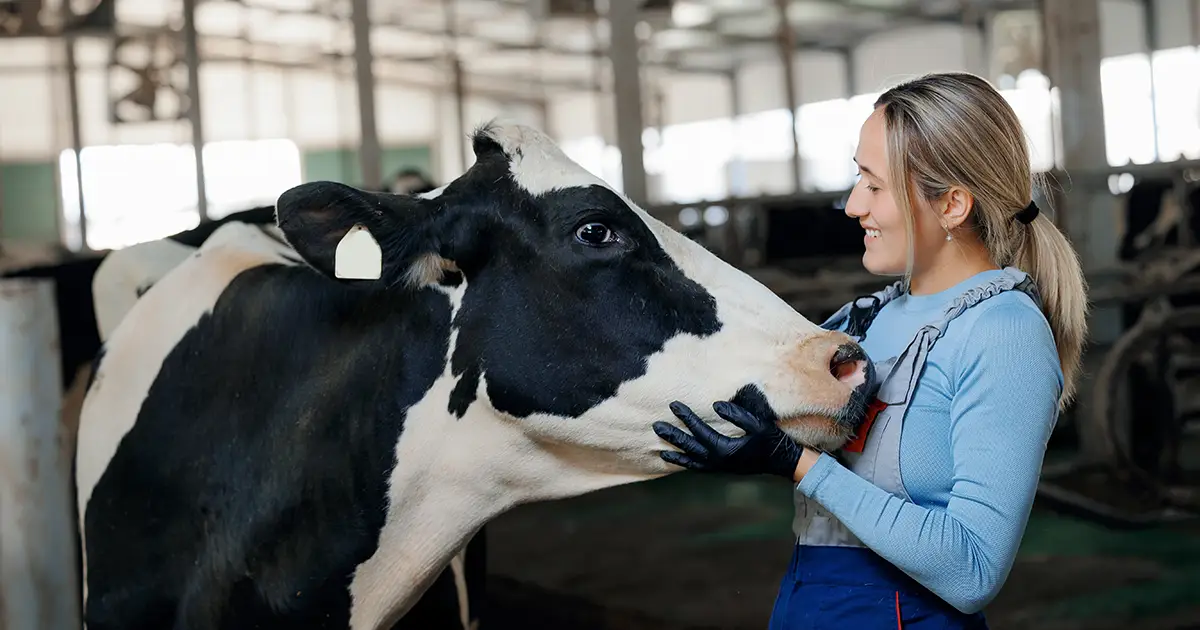 Safety of Precalving Scour Vaccines