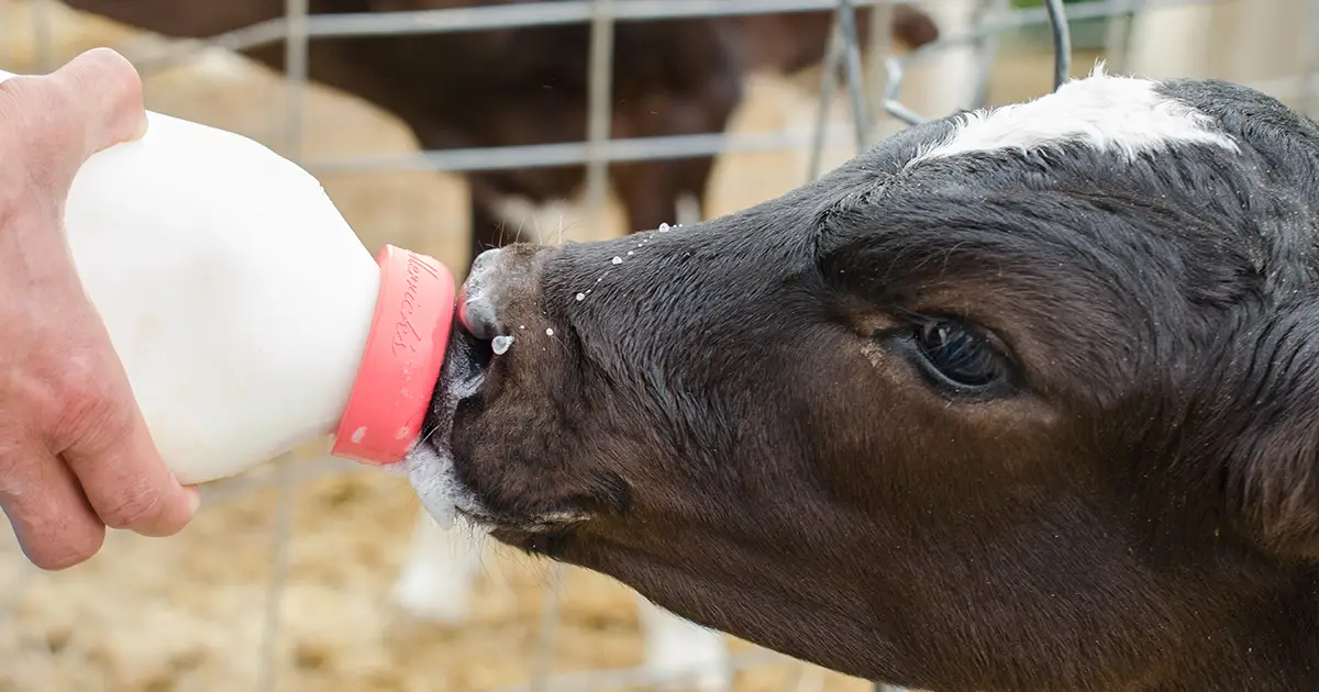 Sick Calves and SOPs