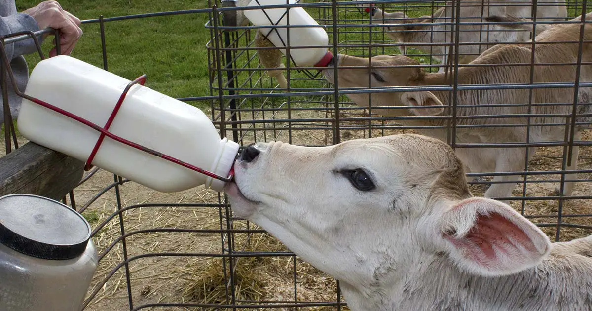 Causes Of Calf Scours Based on Signs and Time Frame of Symptoms