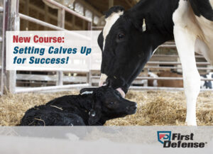 Setting calves up for success!