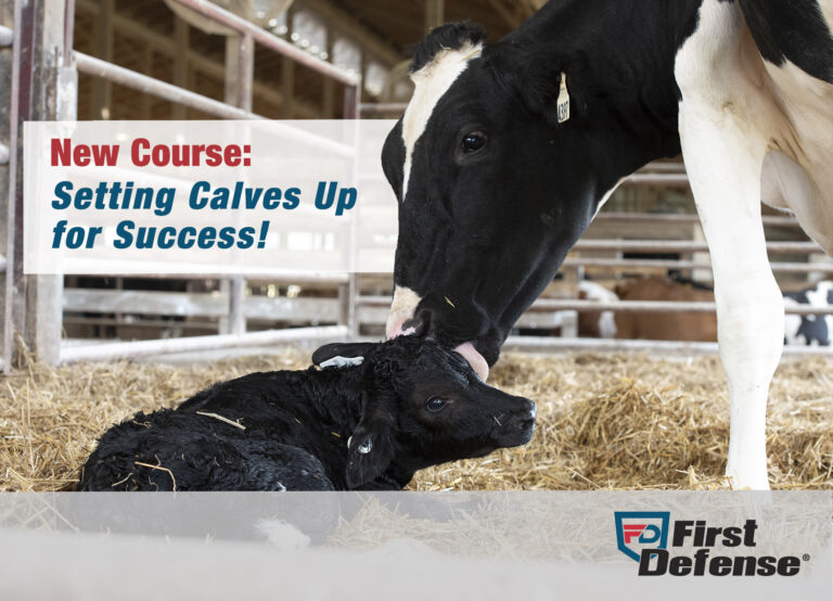 Setting calves up for success!