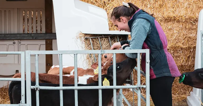 Rotavirus disease intensifies within a herd through shedding.