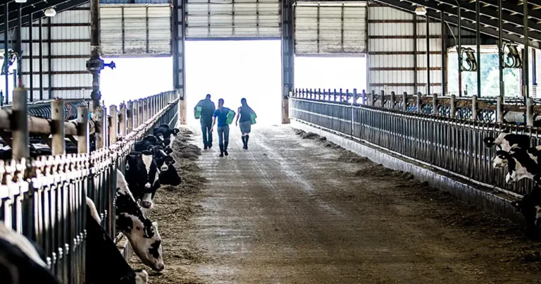 Is a pre-calving scours vaccine worth the risk?