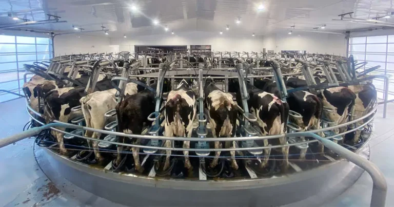 Three tips for assessing your first-lactation cows in their rookie year.