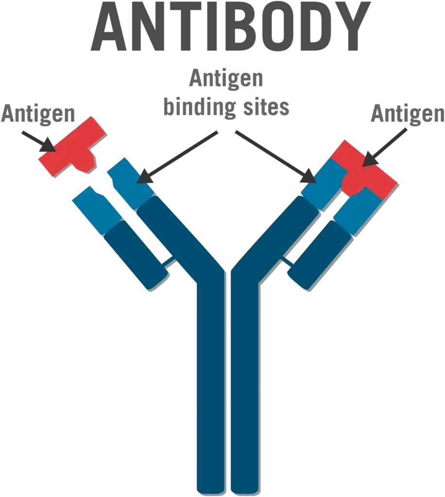 Antibody Diagram