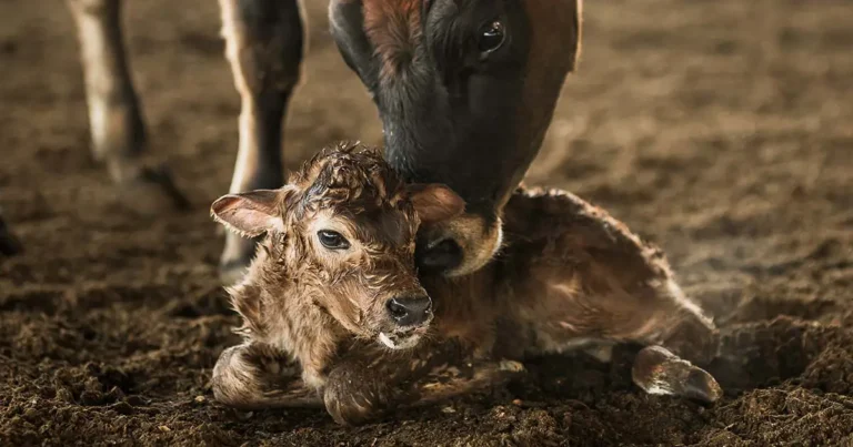 Are your cows immunized or just vaccinated to prevent scours?