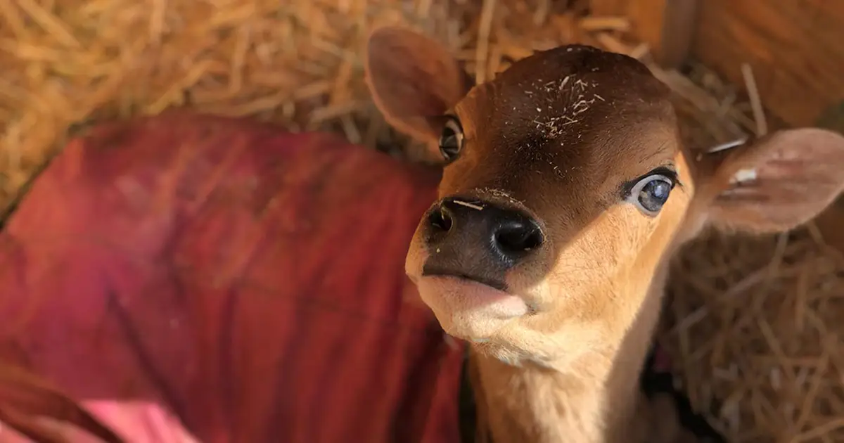 How Cold Calves Freeze Profits