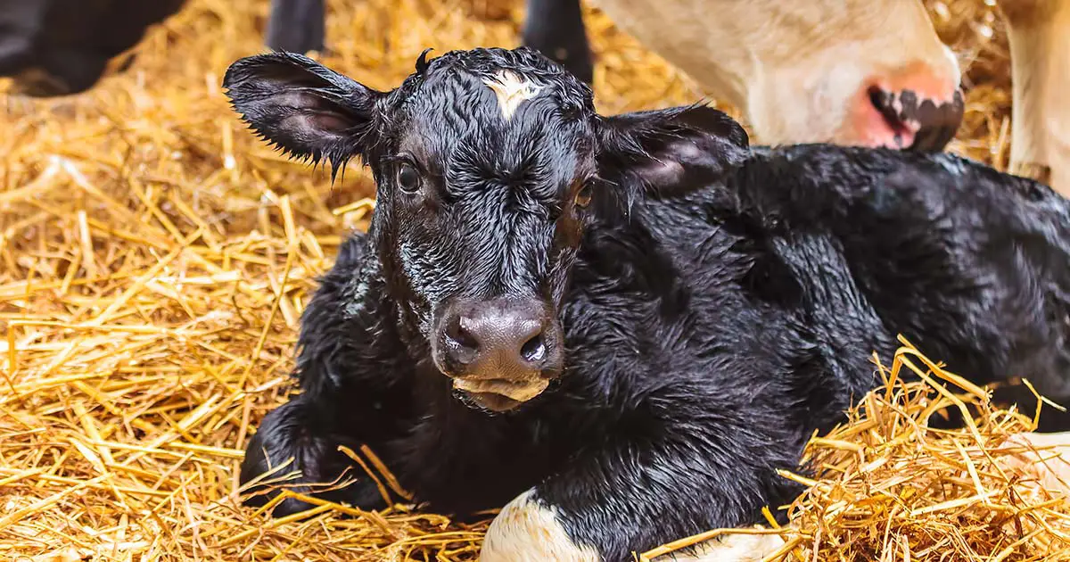 Newborn calf