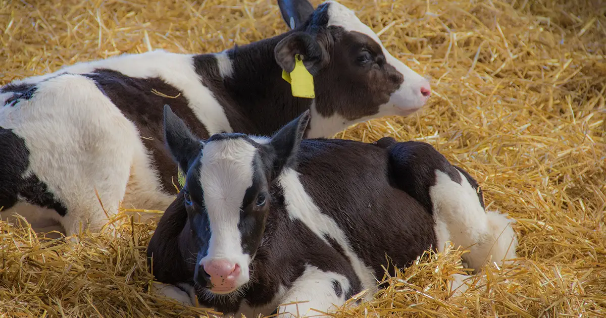Immune Support Calves