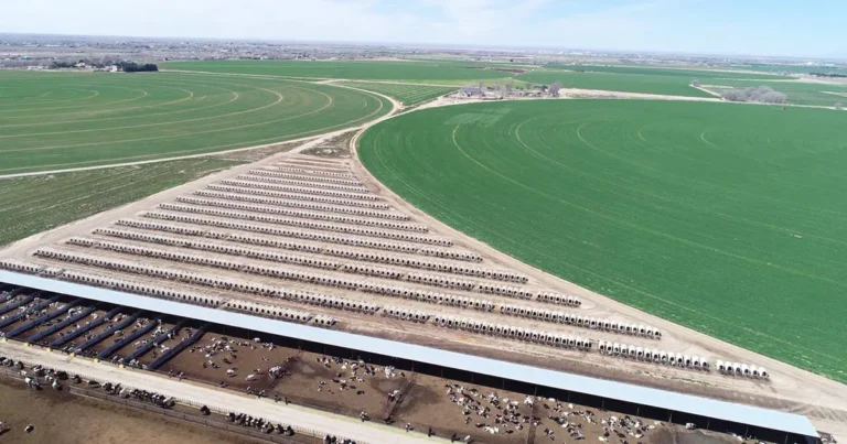 sky view of hutches and runs