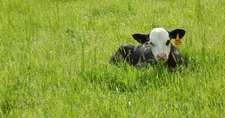 Beef Calf