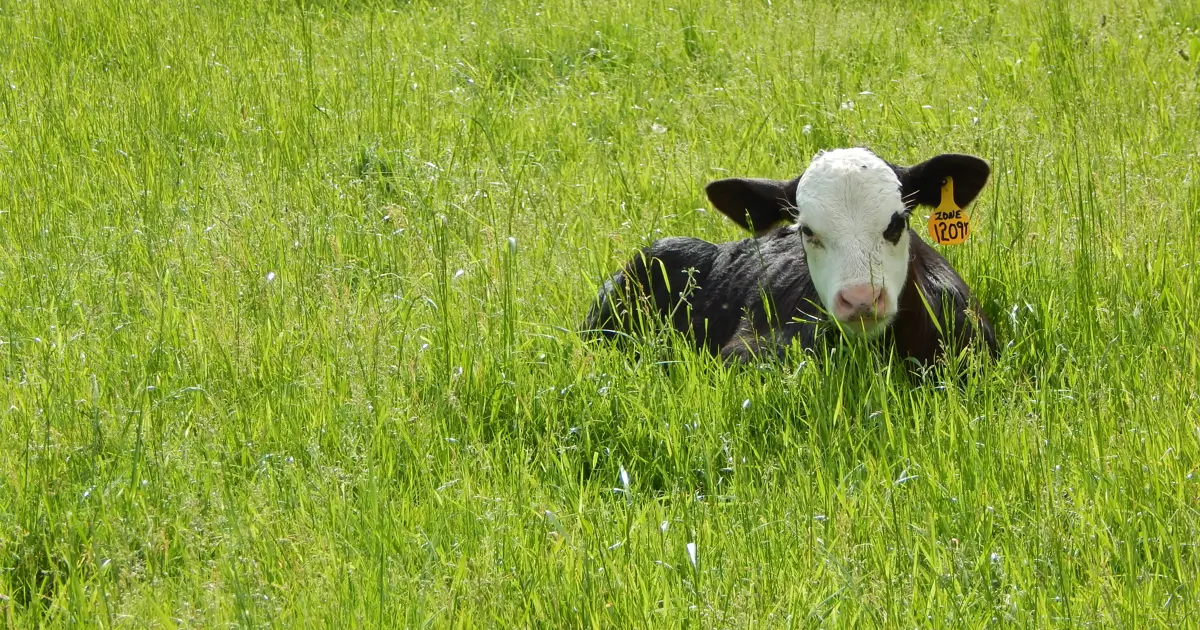 Beef Calf
